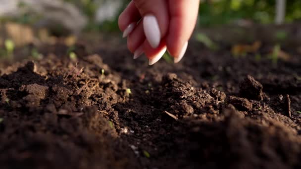 Самка фермера сажает семена базилика в садовую почву в весенний сезон. Органическое земледелие и садоводство, сельскохозяйственная концепция. Озеленение, экология — стоковое видео
