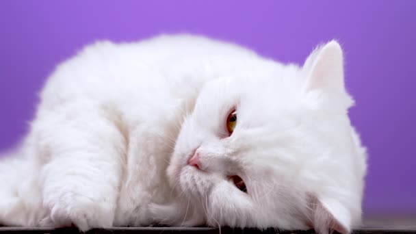 Schließen Porträt der weißen pelzigen Katze. Studiomaterial. Luxuriöse häusliche Miezekatze posiert auf lila Hintergrund Wand. Tier, Kätzchen, Katze. — Stockvideo