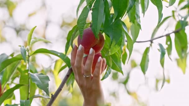 Womans hand pick up ripe juicy peach from tree. Branch in fruit garden. Clean orchard, harvesting, sweet food concept. — ストック動画