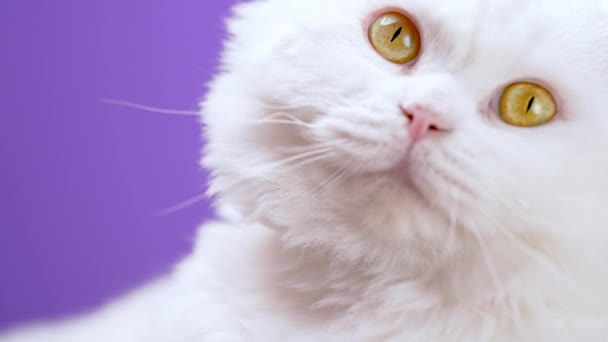 Portrait of highland straight fluffy cat with long hair on purple background. Animal, kitten, feline concept. Studio footage. White pussycat looking to camera. — ストック動画