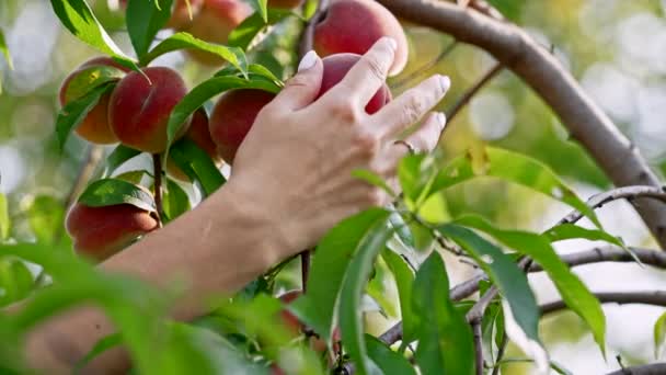 Womans hand pick up ripe juicy peach from tree. Branch in fruit garden. Clean orchard, harvesting, sweet food concept. — Stok video