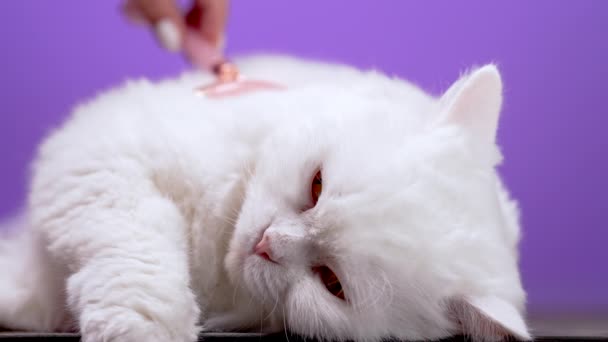 Woman stroking white cat with natural rose quartz roller isolated on purple background. Caresses domestic fluffy pet. Love, care, massage trendy tool, body treatment concept. — Vídeo de Stock