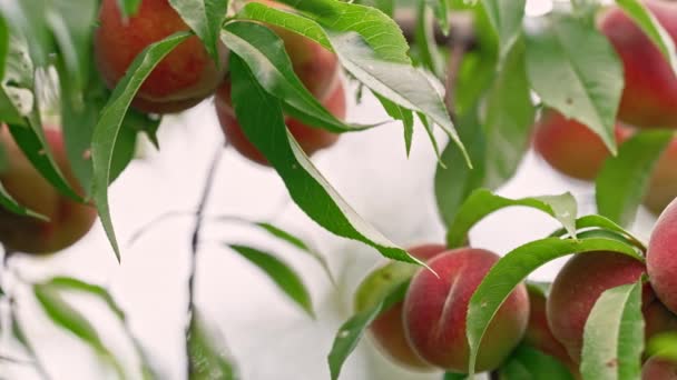 Ekologisk mognad persikor på trädgren bland gröna blad. Frukter som växer i trädgården. Röd nektarin är redo att skördas — Stockvideo