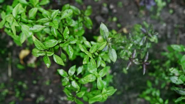 Čerstvé listy genovské byliny. Zahradník zalévání bazalka rostou v domácí zahradě. Lze použít v kvalitním lékařství, vaření koření. Také známý jako Svatý Tulsi. Zpomalený pohyb. — Stock video