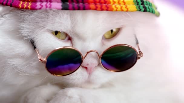 Highland-Katze mit langem Haar und runder Brille, Regenbogen-Strohhut. Mode, Stil, cooles Tierkonzept. Studiomaterial. Weißes Pussycat-Porträt in Großaufnahme. — Stockvideo