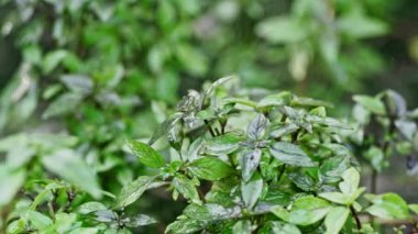Ev bahçesinde yetişen fesleğen sulama bitkisi. Genovese bitkisinden taze yapraklar. Kaliteli ilaçlarda, baharatlarda kullanılabilir. Kutsal Tulsi olarak da bilinir. Yavaş çekim.