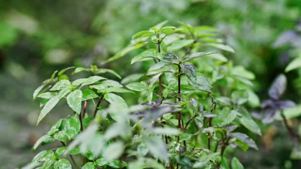 Riego planta de albahaca que crece en el jardín casero. Hojas frescas de hierba genovesa. Puede ser utilizado en la medicina de calidad, especias de cocina. También conocido como Holy Tulsi. Movimiento lento. — Vídeos de Stock