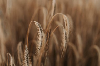 Sarı olgun buğday bitkileri, güzel tarlalar, altın saat - gün batımı. Hasat, doğa, tarım, hasat kavramı.