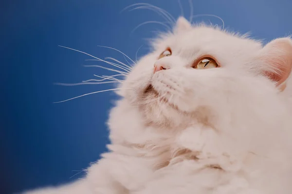 Adorable animal domestique mignon. Chat blanc moelleux isolé sur fond bleu en studio. Animaux, nature, concept chaton. — Photo