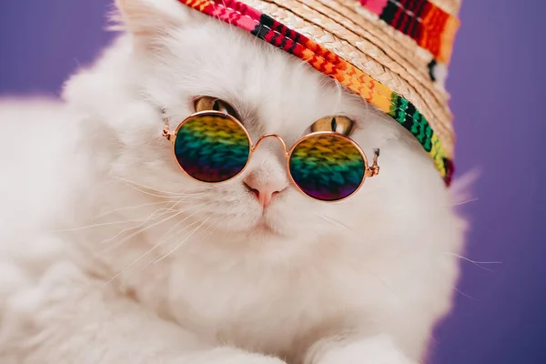 Highland rechte pluizige kat met lang haar en ronde glazen, regenboog strohoed. Mode, stijl, cool dierenconcept. Studio portret. Witte pussycat close-on violet of paars. — Stockfoto