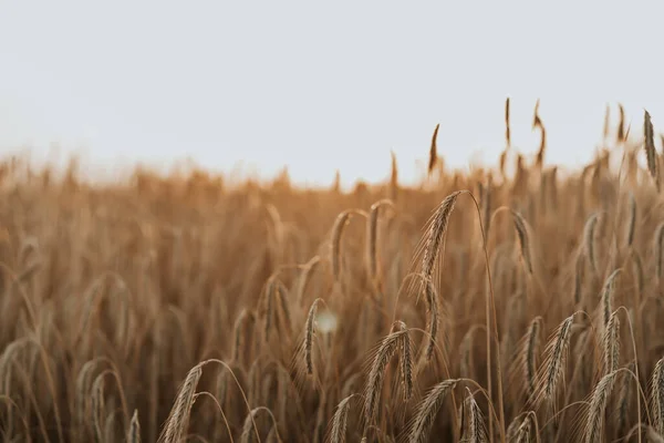 Las espigas amarillas maduras de las plantas de trigo, el campo hermoso, la hora dorada - la puesta del sol. Cosecha, naturaleza, agricultura, concepto de cosecha. — Foto de Stock