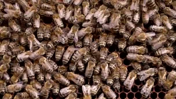 Producción de miel en el colmenar doméstico de abejas. Las abejas trabajan en la colmena. Símbolo del trabajo duro y del trabajo en equipo organizado. Primer plano de metraje macro. — Vídeos de Stock