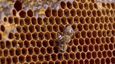 Güzel çizgili evcil arılar kanat sallıyor, hareket ediyor, organik bal yapıyor. Tahta çerçeve, propolis ve bal, makro çekim. Apiculture, doğal ürün konsepti.