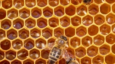 Bal peteğine üşüşen arılar, aşırı makro görüntüler. Tahta arı kovanında çalışan böcekler, çiçek poleninden nektar toplarlar, tatlı bal yaratırlar. Apandisit kavramı, kolektif çalışma. 4k.