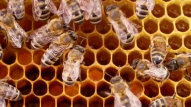 Yaz bal hasadı sırasında kovanlarda çalışan meşgul arılar ailesi. Böceklerle bal peteği mühürlüyorum. Makro manzara, yakın plan. Arıcılık konsepti.