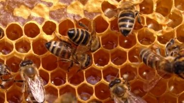 Bal peteğine üşüşen arılar, aşırı makro görüntüler. Tahta arı kovanında çalışan böcekler, çiçek poleninden nektar toplarlar, tatlı bal yaratırlar. Apandisit kavramı, kolektif çalışma. 4k.