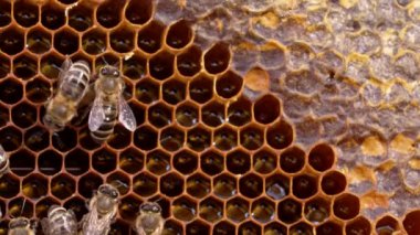 Güzel çizgili evcil arılar kanat sallıyor, hareket ediyor, organik bal yapıyor. Tahta çerçeve, propolis ve bal, makro çekim. Apiculture, doğal ürün konsepti.