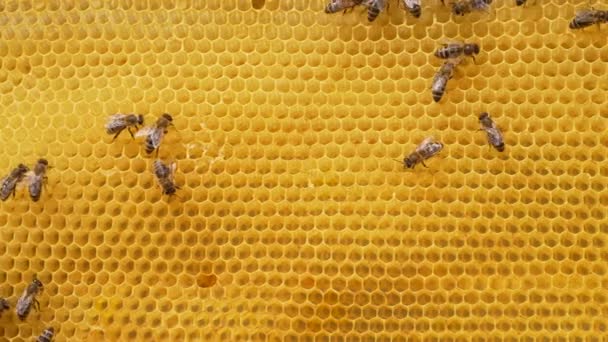Arı ailesi arı kovanında bal peteği üzerinde çalışıyor. Kovandaki apis mellifera hayatı. Bal kavramı, arıcılık, ticari tozlaştırıcılar, gıda üreticileri.. — Stok video