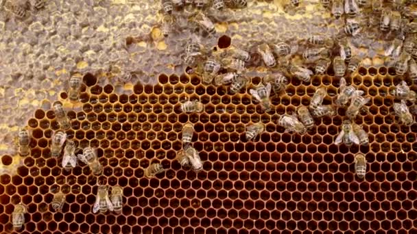 Krásné pruhované domácí včely mávající křídly, pohybující se, vyrábějící organický med. Dřevěný rám s propolisem a medem, makro. Včelařství, koncepce přírodního produktu. — Stock video