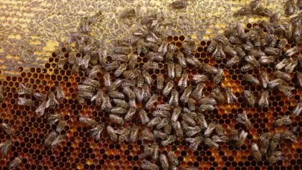 Nahaufnahme der Bienen der Familie Karnika bei der Arbeit im Bienenstock. Honigsammeln in der Sommersaison. Versiegelung der Waben durch Insekten. — Stockvideo