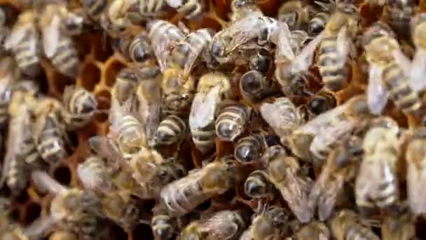 Nahaufnahme der Bienen der Familie Karnika bei der Arbeit im Bienenstock. Honigsammeln in der Sommersaison. Versiegelung der Waben durch Insekten. — Stockvideo