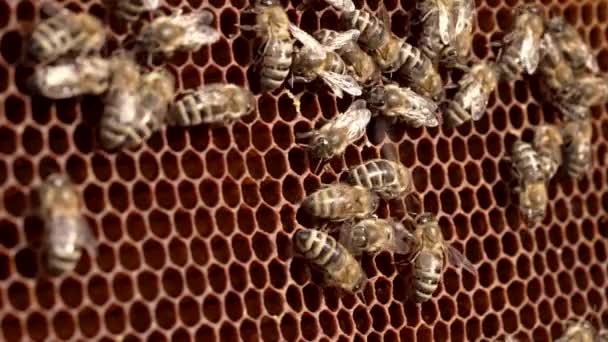 Karnika ailesinin kovanında çalışan arılarına yakın çekim. Yaz mevsiminde bal topluyorum. Böcekler tarafından bal peteği mühürleniyor. — Stok video