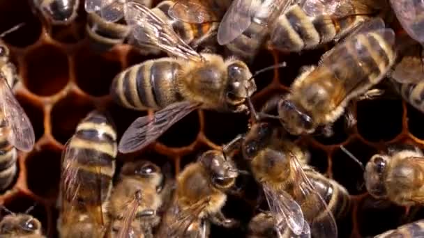 Arı kovanında bal üretimi. Arılar kovanda çalışıyor. Sıkı çalışmanın ve takım çalışmasının sembolü. Makro görüntüyü kapat. — Stok video