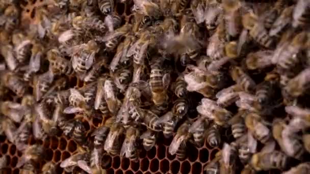 Familj med flitiga bin som arbetar i kupan under sommaren honungsskörd. Försegla bikaka med insekter. Makro utsikt, närbild. Biodlingskoncept. — Stockvideo