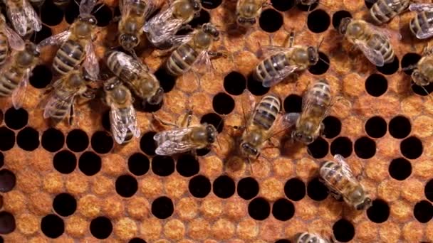 Bijen zetten nectar om in honing. Close-up, macro-view. Bijenbroed - eieren, larven en poppen, geteeld door honingbijen in vaste cellen. — Stockvideo