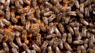 Arılara varroatoz bulaştı. Bal arıları üzerindeki parazit. Varroa mite - böcek haşere. Arı kovanında Apis mellifera fok peteği. Arı kovanı, apikultür kavramı.