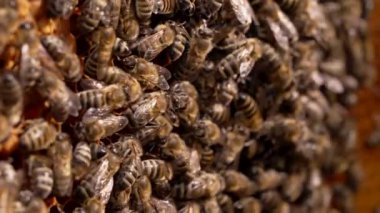 Yaz bal hasadı sırasında kovanlarda çalışan meşgul arılar ailesi. Böceklerle bal peteği mühürlüyorum. Makro manzara, yakın plan. Arıcılık konsepti.