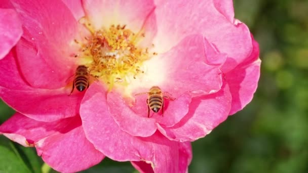Macro view of bees on pink tea rose flower collecting nectar. Amazing footage of how an insects gathering pollen. Pollination, nature, spring concept. — Stock Video