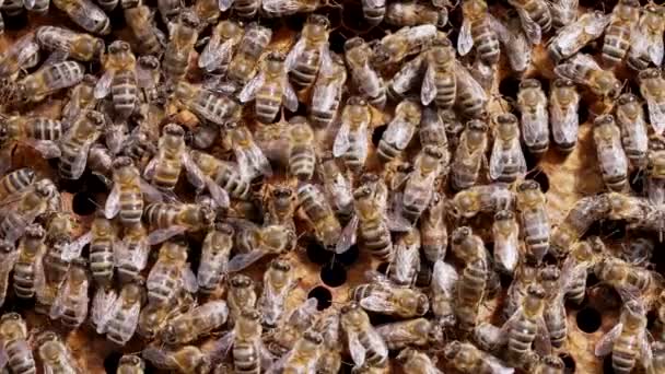 Familie emsiger Bienen, die während der sommerlichen Honigernte im Bienenstock arbeiten. Waben mit Insekten versiegeln. Makroaufnahme, Nahaufnahme. Imkerkonzept. — Stockvideo
