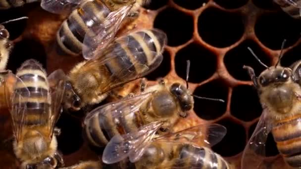 Пчелы превращают нектар в мед. Крупный план, макро вид. Пчелиный выводок - яйца, личинки и куколки, выращенные медовыми пчёлами в клетках. — стоковое видео
