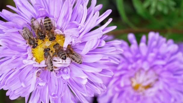 Macro vista de abejas en flor de aster púrpura recolectando néctar. Increíbles imágenes de cómo un insecto recogiendo polen. Polinización, naturaleza, concepto de primavera. — Vídeos de Stock