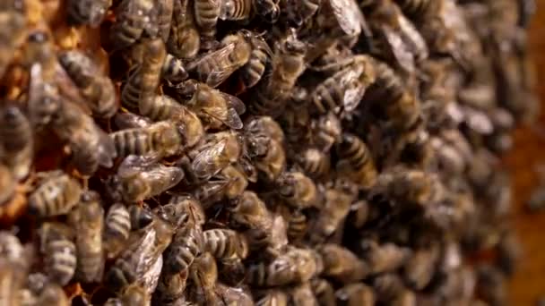 Nyári mézszüret idején kaptárban dolgozó szorgos méhek családja. Rovarokkal pecsételem meg a mézelő fésűt. Makró kilátás, közelkép. Méhészeti koncepció. — Stock videók