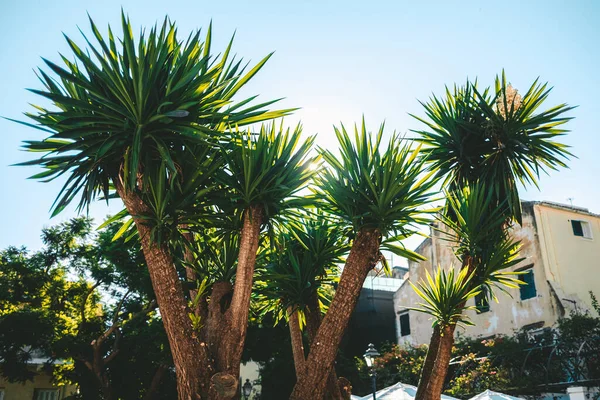 Ramas verdes de palmas con destellos de sol matutinos. Vista de la palmera en la antigua ciudad de Grecia. Viajar, concepto de vacaciones. — Foto de Stock