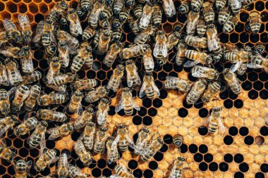 Bal peteğine üşüşen arılar, aşırı makro görüntüler. Tahta arı kovanında çalışan böcekler, çiçek poleninden nektar toplarlar, tatlı bal yaratırlar. Uyum sağlama kavramı, kolektif çalışma.