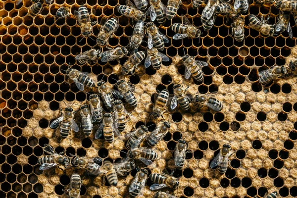 Včely přeměňují nektar na med. Detailní záběr, makro. Včelí plod - vajíčka, larvy a kukly, pěstované včelami v sadových buňkách. — Stock fotografie