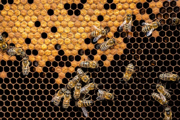 Famiglia di api che lavora a nido d'ape in apiario. Vita di apis mellifera in alveare. Concetto di miele, apicoltura, impollinatori commerciali, produttori alimentari. — Foto Stock
