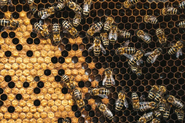 Schöne gestreifte einheimische Bienen wedeln mit Flügeln, bewegen sich und machen Bio-Honig. Holzrahmen mit Propolis und Honig, Makroaufnahme. Imkerei, Naturproduktkonzept — Stockfoto