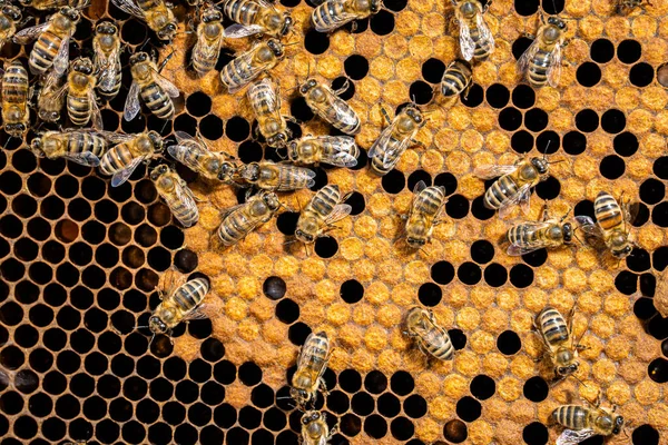 Api che brulicano di favi, macrofilmati estremi. Gli insetti che lavorano in alveare di legno, raccogliendo il nettare da polline di fiore, creano il dolce miele. Concetto di apicoltura, lavoro collettivo. — Foto Stock