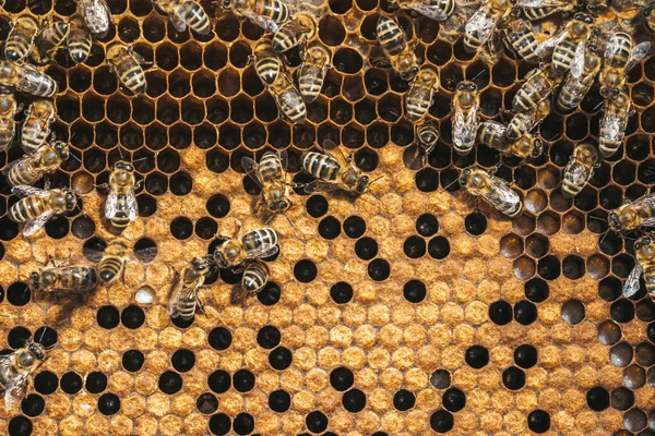 A méhek a nektárból mézet csinálnak. Közelkép, makró nézet. Méhfiasítás - mézelő méhek által a halmozott sejtekben termesztett tojások, lárvák és bábok. — Stock Fotó