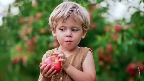 Милий маленький хлопчик їсть стигле червоне яблуко в прекрасному саду. Син досліджує рослини, природу восени. Дивовижна сцена з дитиною. Концепція дитинства — стокове відео