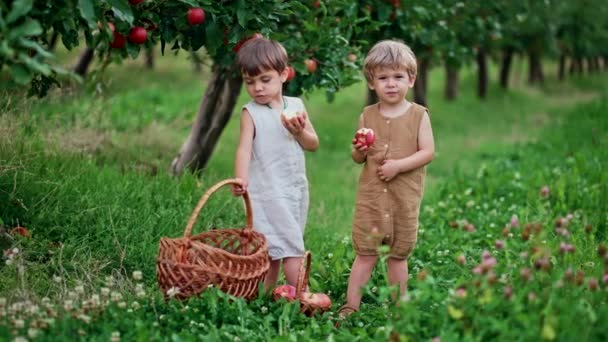 Roztomilí malí batolata jedí zralá červená jablka u koše. Bratři v zahradě zkoumají rostliny, přírodu na podzim. Úžasná scéna. Dvojčata, rodina, láska, koncept dětství — Stock video