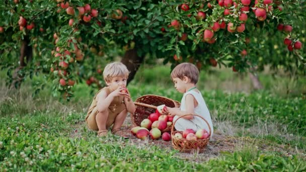 Schattige peuters jongens die rijpe lekkere appel eten in de buurt van mand. Broeders in de tuin verkent planten, de natuur in de herfst. Geweldige scène met kinderen. Tweeling, familie, liefde, kindertijd concept — Stockvideo