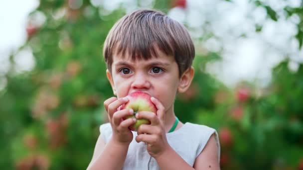 Carino il piccolo bambino che mangia mela rossa matura nel bellissimo giardino. Figlio esplora le piante, la natura in autunno. Scena fantastica con il bambino. Concetto di infanzia — Video Stock