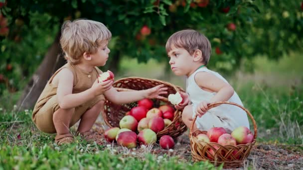 可愛い小さな幼児の男の子がバスケットの近くで熟したリンゴをお互いに食べます。庭の子供たちは秋に植物、自然を探索します。子供たちとの素晴らしいシーン。双子、家族、愛、子供時代、友情の概念 — ストック動画