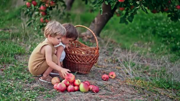 Cute little toddler boys picking up ripe red apples in basket. Brothers in garden explores plants, nature in autumn. Amazing scene. Twins, family, love, harvest, childhood concept — Stock Video