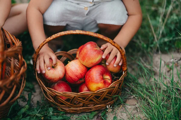 Mani di bambino che raccolgono mele rosse mature nel cestino. I bambini in giardino esplorano le piante, la natura in autunno. Una scena fantastica. Gemelli, famiglia, amore, raccolto, concetto di infanzia — Foto Stock